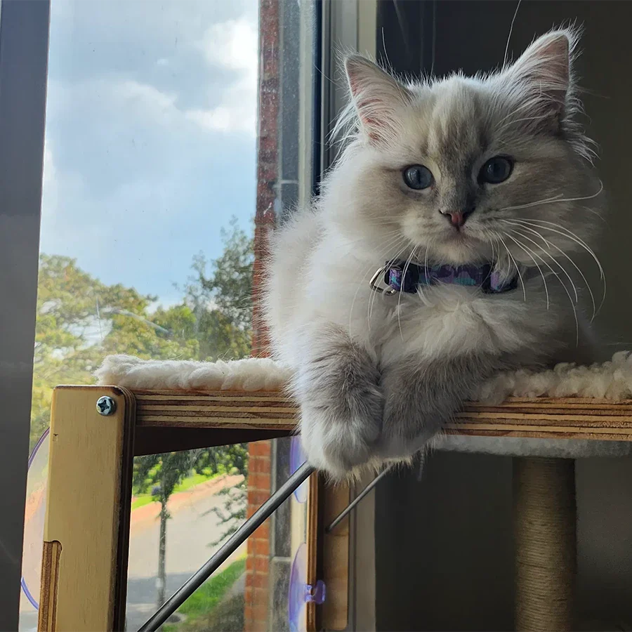 Cómo elegir el gimnasio perfecto para tu gato (según su personalidad)